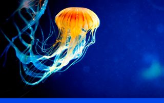 M'ha picat una medusa!